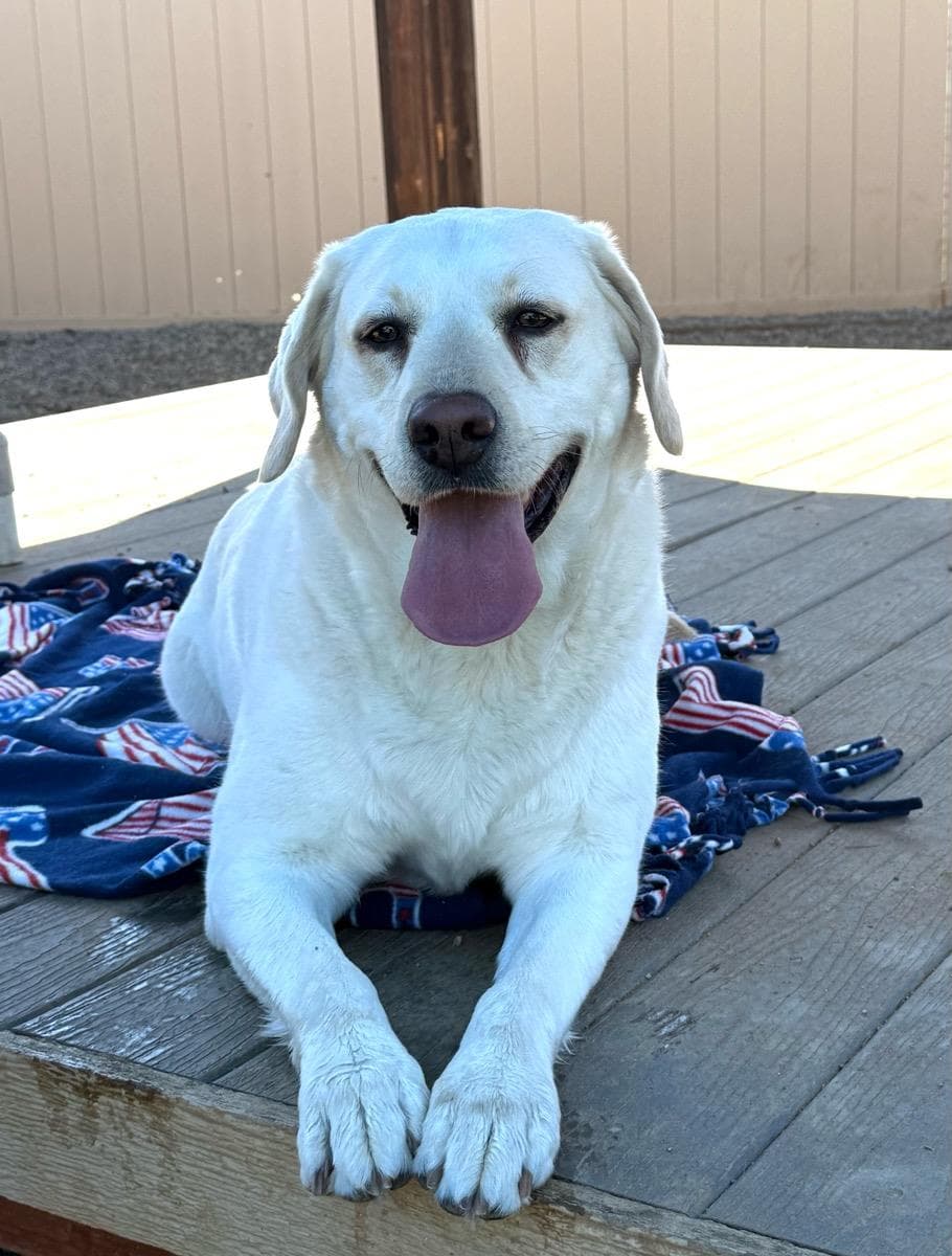 Sadie