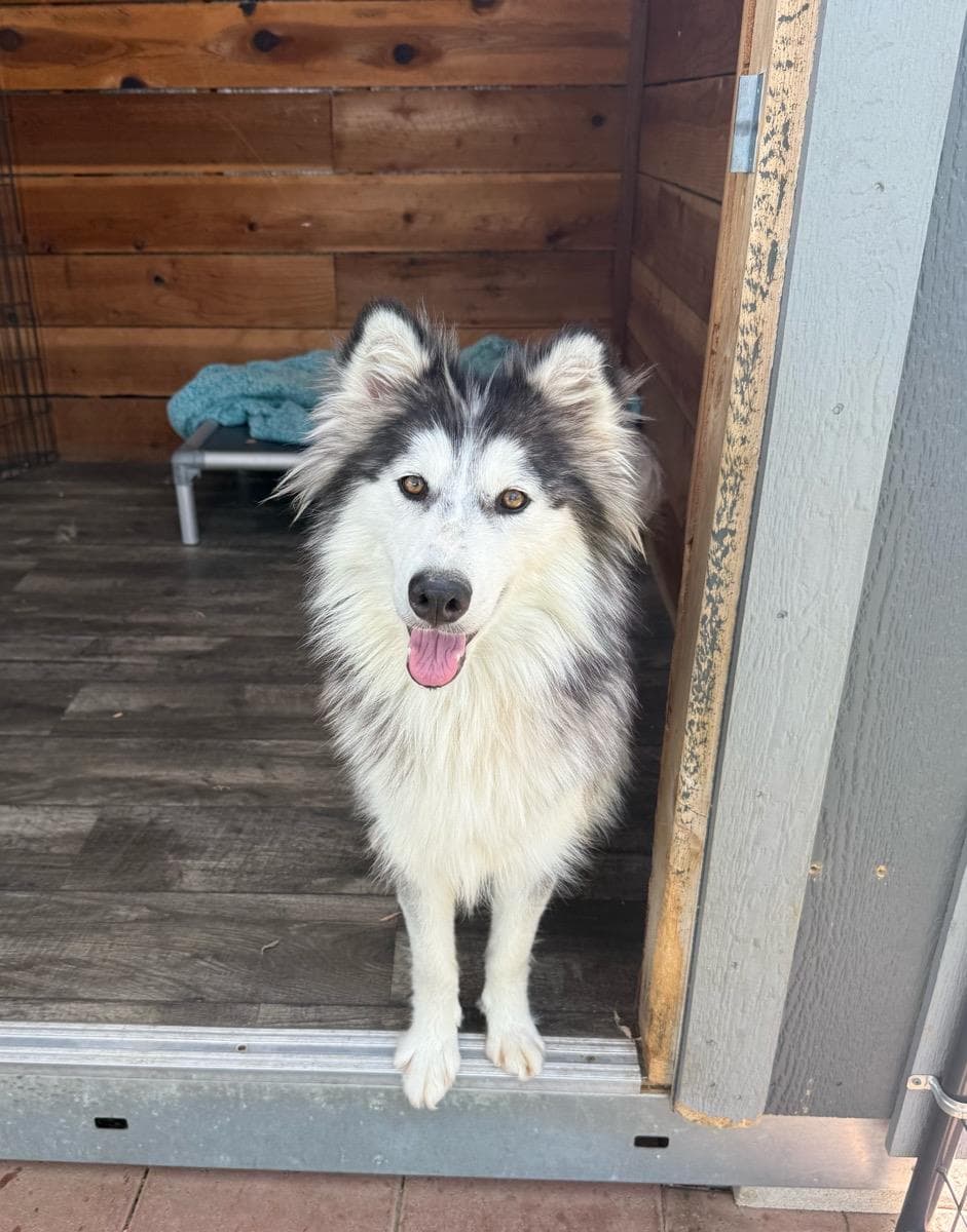 Willow