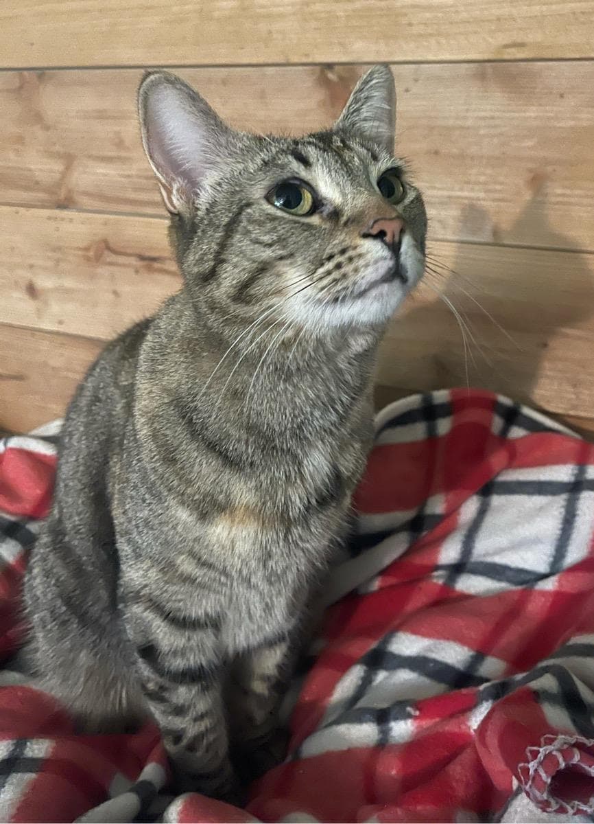 Tabby